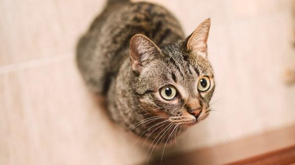 Los veterinarios coinciden: “Los gatos se frustran y estresan cuando les cerramos una puerta que antes estaba abierta”
