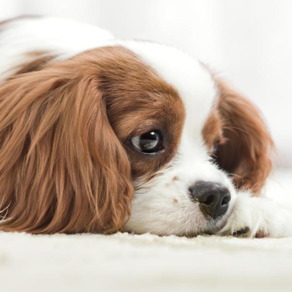 están tristes los perros cuando mueren sus cachorros