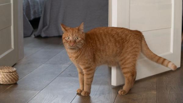 Los veterinarios coinciden: “Los gatos se frustran y estresan cuando les cerramos una puerta que antes estaba abierta” - Para el gato, una puerta cerrada es una barrera en su territorio