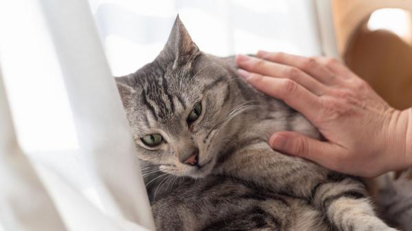 ¿Tu gato con insuficiencia renal ha dejado de comer? Qué hacer para que recupere el apetito - Cuando tu gato deja de comer: señales de alarma y actuación rápida
