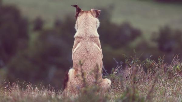 Inés y Deborah, psicólogas expertas en duelo: “Cuando muere tu perro o gato no hay pésame ni días libres, sigue siendo un duelo que la sociedad no valida” - Frases que hacen daño: “adopta otro” y otras formas de invalidar el dolor