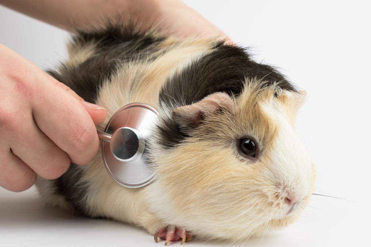 Ivermectina para cobayas - Dosis, usos y efectos secundarios