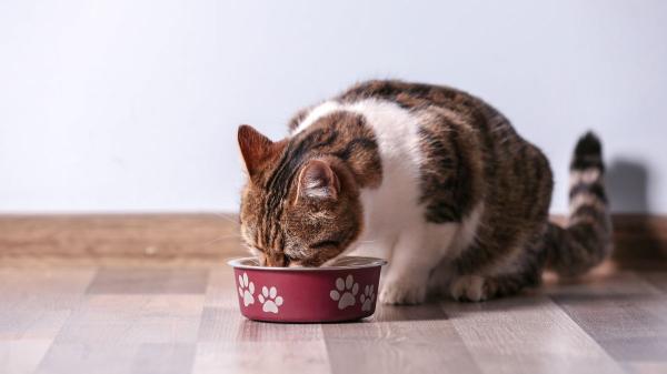 ¿Tu gato con insuficiencia renal ha dejado de comer? Qué hacer para que recupere el apetito - La dieta que puede marcar la diferencia en la enfermedad renal felina