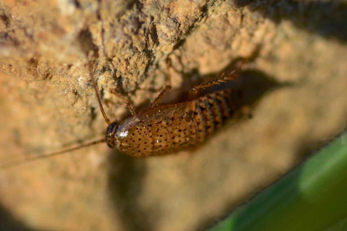 ¿Por qué las cucarachas salen de noche?