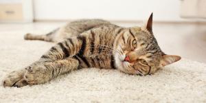¿Tu gato con insuficiencia renal ha dejado de comer? Qué hacer para que recupere el apetito