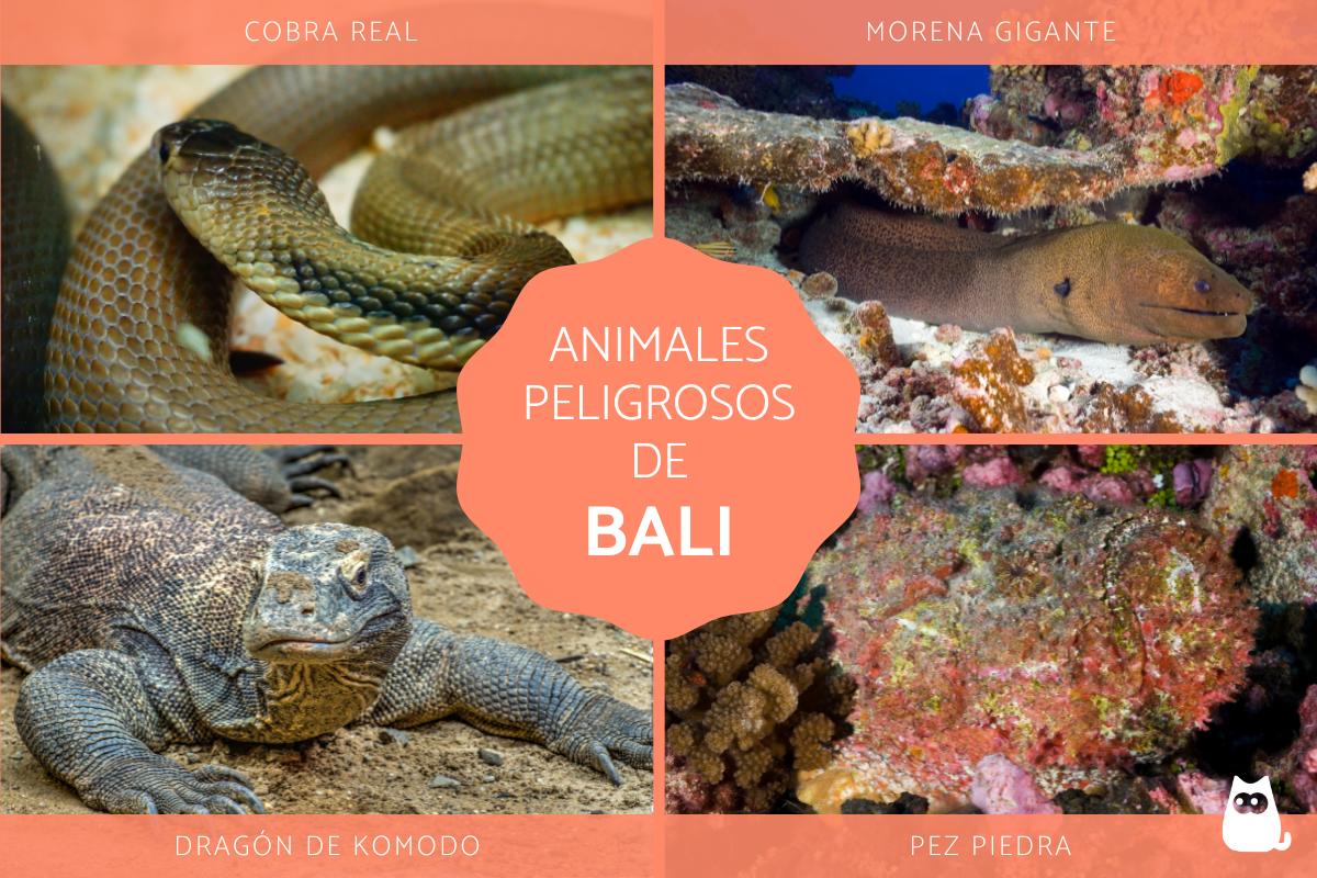 Animales peligrosos en Bali