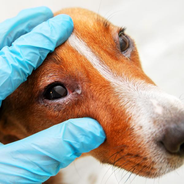 las gotas para los ojos de polisporina son seguras para los perros
