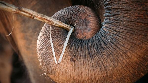 El secreto oculto en la trompa del elefante: un estudio revela por qué es tan precisa - El secreto está en su interior: «Túbulos huecos similares a los de un cuerno»