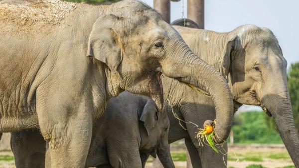 El secreto oculto en la trompa del elefante: un estudio revela por qué es tan precisa
