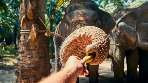El secreto oculto en la trompa del elefante: un estudio revela por qué es tan precisa - Gradiente funcional: cómo la rigidez variable genera sensibilidad