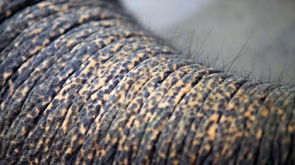 El secreto oculto en la trompa del elefante: un estudio revela por qué es tan precisa - La verdadera razón por la que la trompa del elefante es tan precisa: sus bigotes