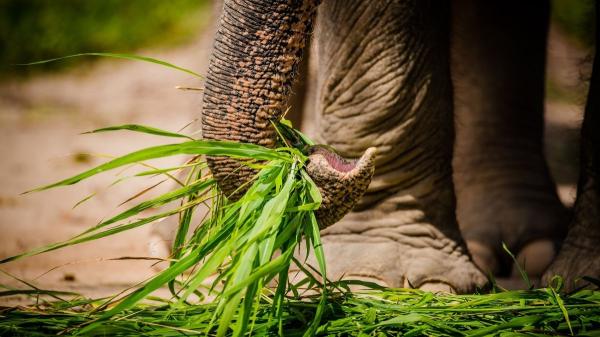 El secreto oculto en la trompa del elefante: un estudio revela por qué es tan precisa - ¿Por qué este diseño es tan importante? Ventajas evolutivas en la percepción táctil