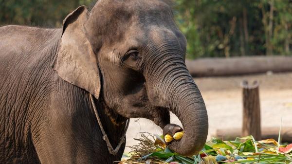 El secreto oculto en la trompa del elefante: un estudio revela por qué es tan precisa - Tacto que no se reemplaza
