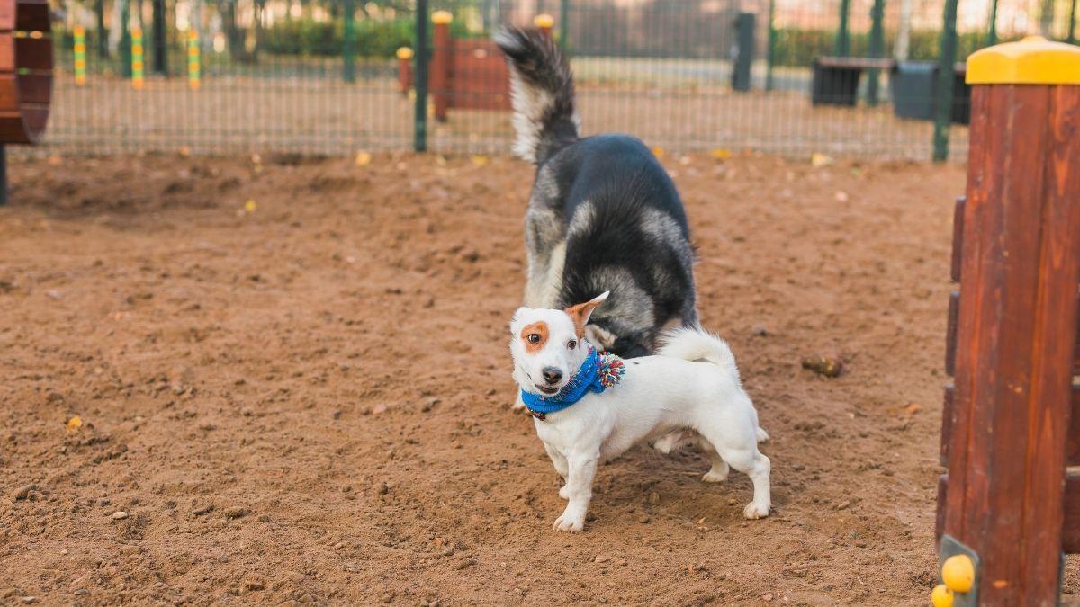 Cuando el pipican genera problemas: por qué cada vez más ciudades replantean los parques para perros