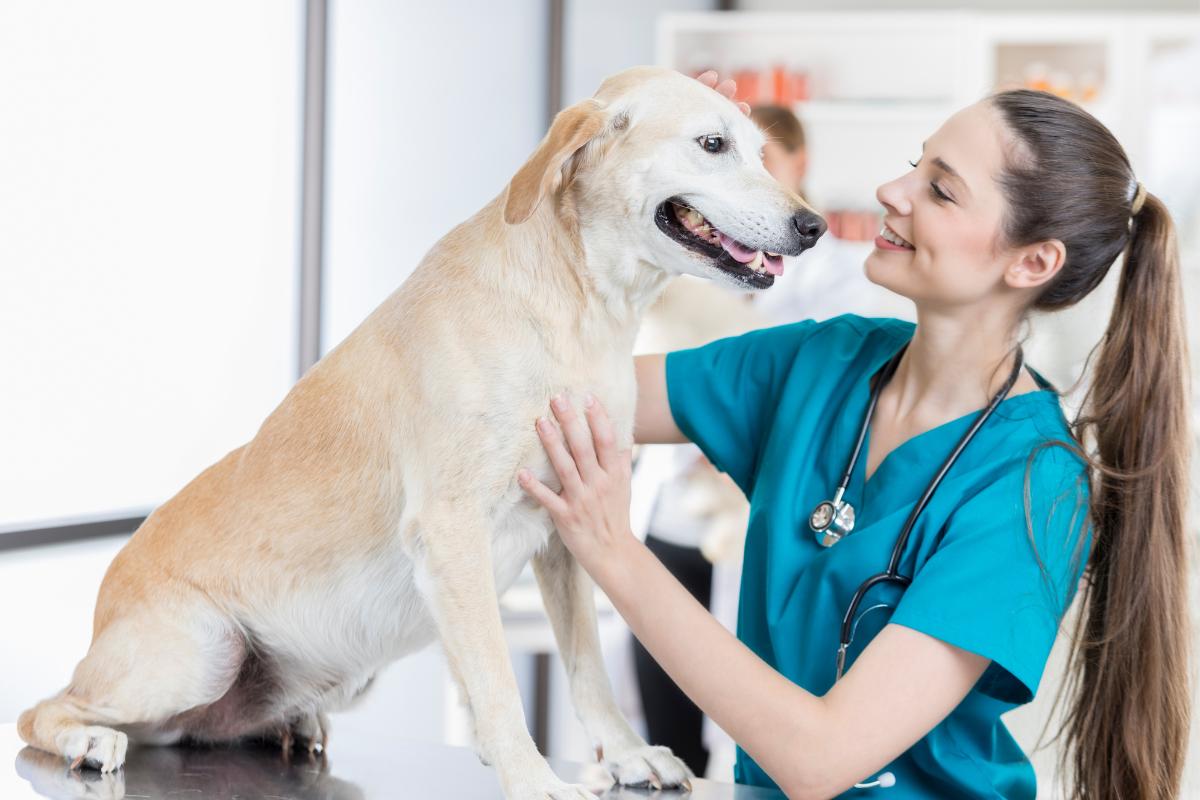 ¿Dónde estudiar Auxiliar Técnico Veterinario?