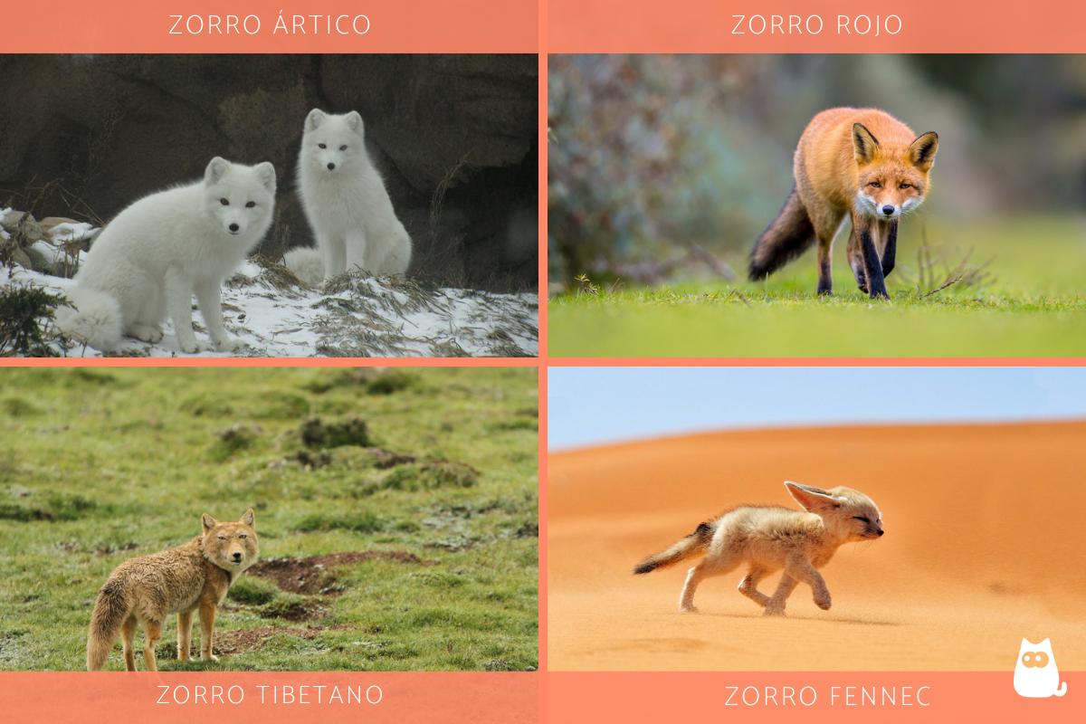 ¿Dónde viven los zorros?