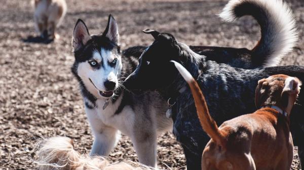 Cuando el pipican genera problemas: por qué cada vez más ciudades replantean los parques para perros - El problema oculto de los pipicanes: enfermedades, estrés y peleas entre perros