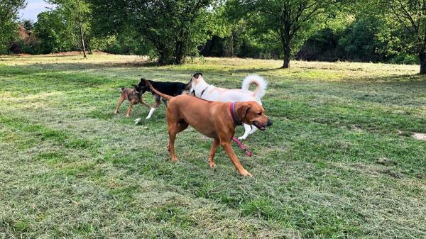 Cuando el pipican genera problemas: por qué cada vez más ciudades replantean los parques para perros - ¿Los pipicanes actuales son realmente buenos para los perros?