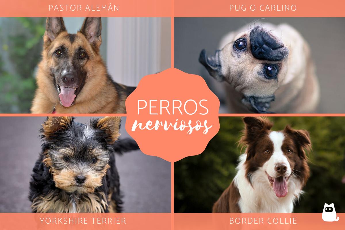 Razas de perros más nerviosos