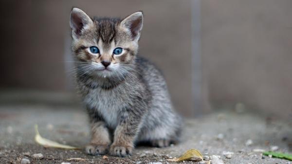 Un año de cárcel por matar a un gato en Sevilla: así se ha logrado la condena gracias a los testigos - Lo que dice la Ley de Bienestar Animal: cárcel y multas de hasta 200.000€ por maltrato