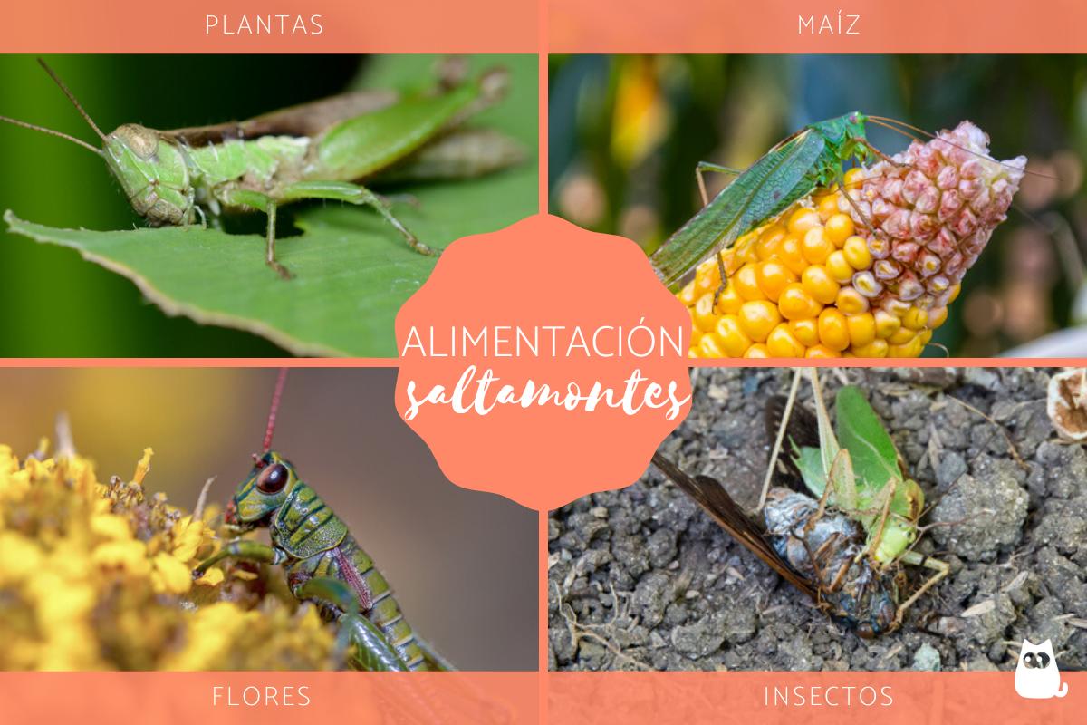 ¿Qué comen los saltamontes?