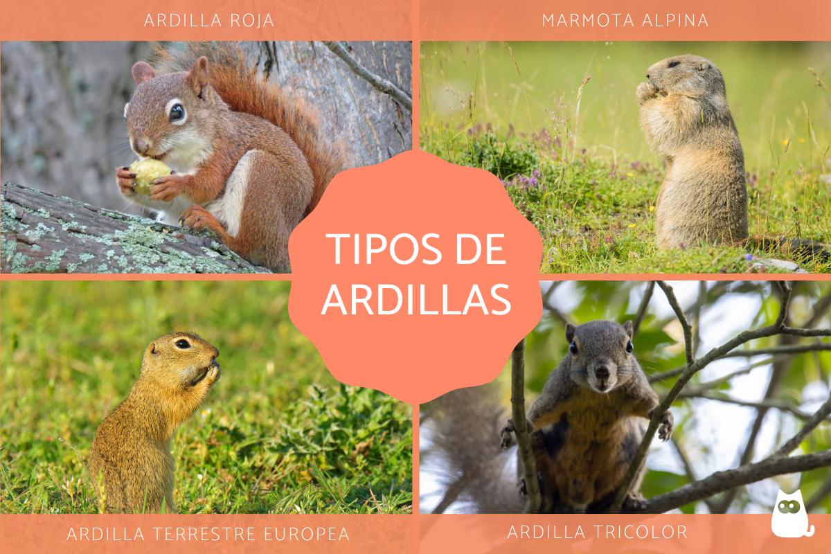 Tipos de ardillas