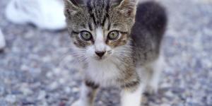 Un año de cárcel por matar a un gato en Sevilla: así se ha logrado la condena gracias a los testigos