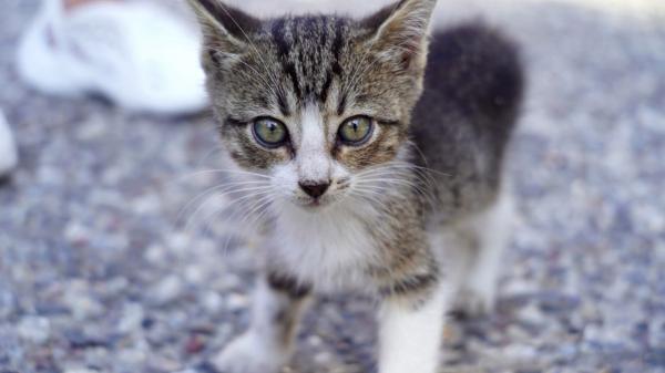 Un año de cárcel por matar a un gato en Sevilla: así se ha logrado la condena gracias a los testigos