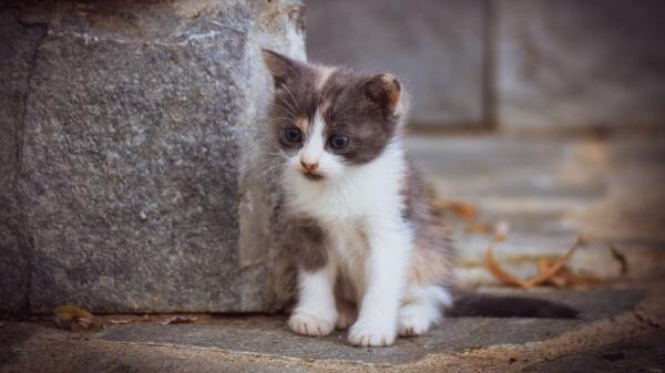 Un año de cárcel por matar a un gato en Sevilla: así se ha logrado la condena gracias a los testigos - Un año de cárcel y tres de inhabilitación: los detalles de la condena en Sevilla