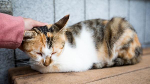 Un año de cárcel por matar a un gato en Sevilla: así se ha logrado la condena gracias a los testigos - Un cambio de tendencia en la protección animal