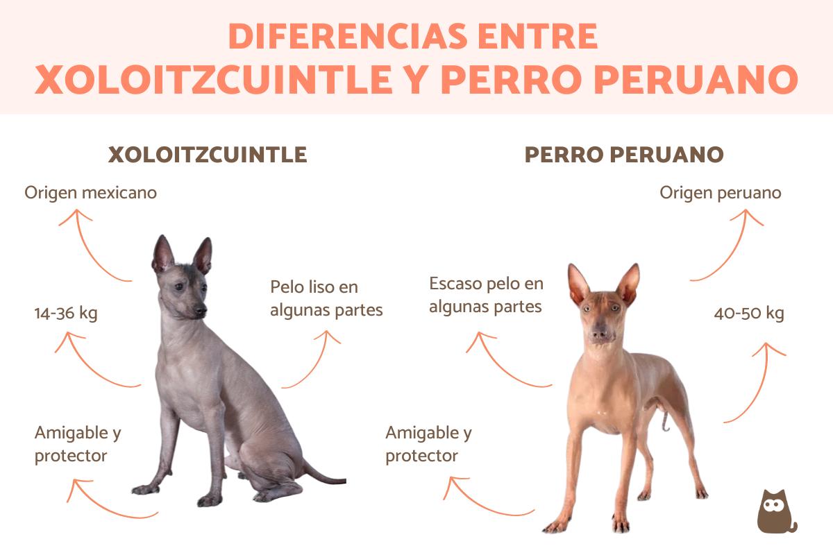 Diferencias entre xoloitzcuintle y perro peruano