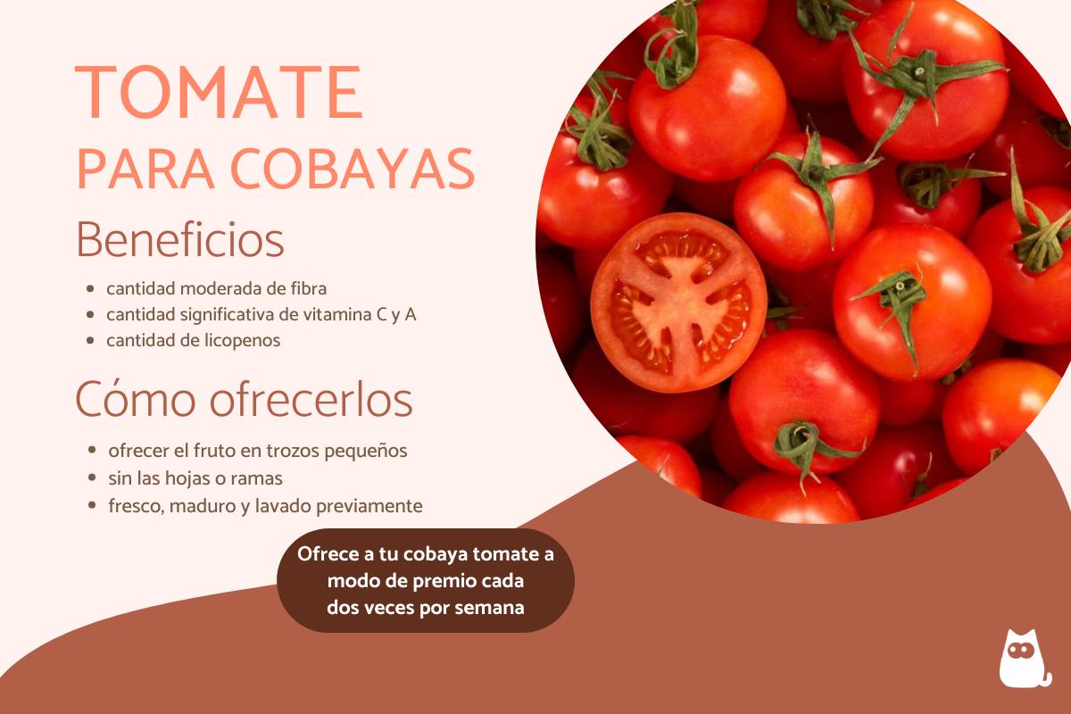 ¿Las cobayas pueden comer tomate?