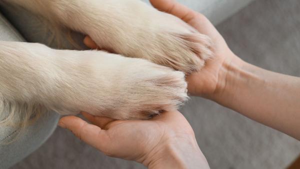 Los especialistas lo aclaran: los humanos no transmiten el hantavirus a perros y gatos, pero sí pueden infectarse de otras formas - Cómo protegerse del hantavirus: medidas recomendadas por expertos
