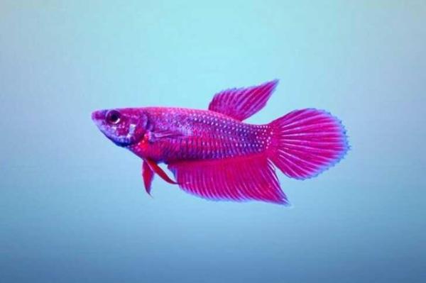 Tipos de peces betta - ¿Cómo se clasifican los peces betta?