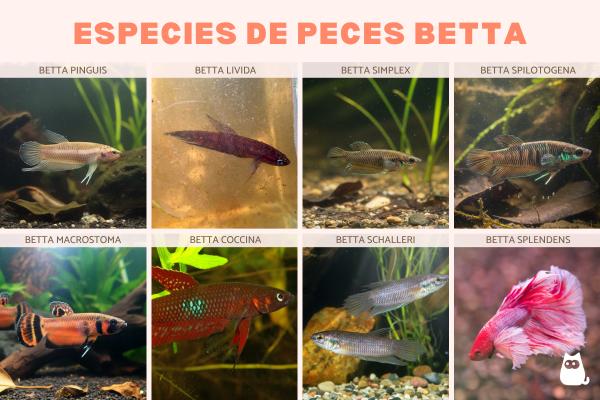 Tipos de peces betta - ¿Cuáles son las especies más conocidas de peces betta?