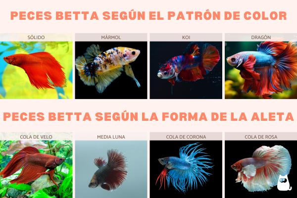 Tipos de peces betta - ¿Cuáles son los tipos de peces Betta splendens?