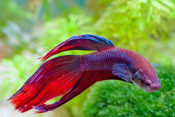 Tipos de peces betta - ¿Cuántas especies de peces betta existen?
