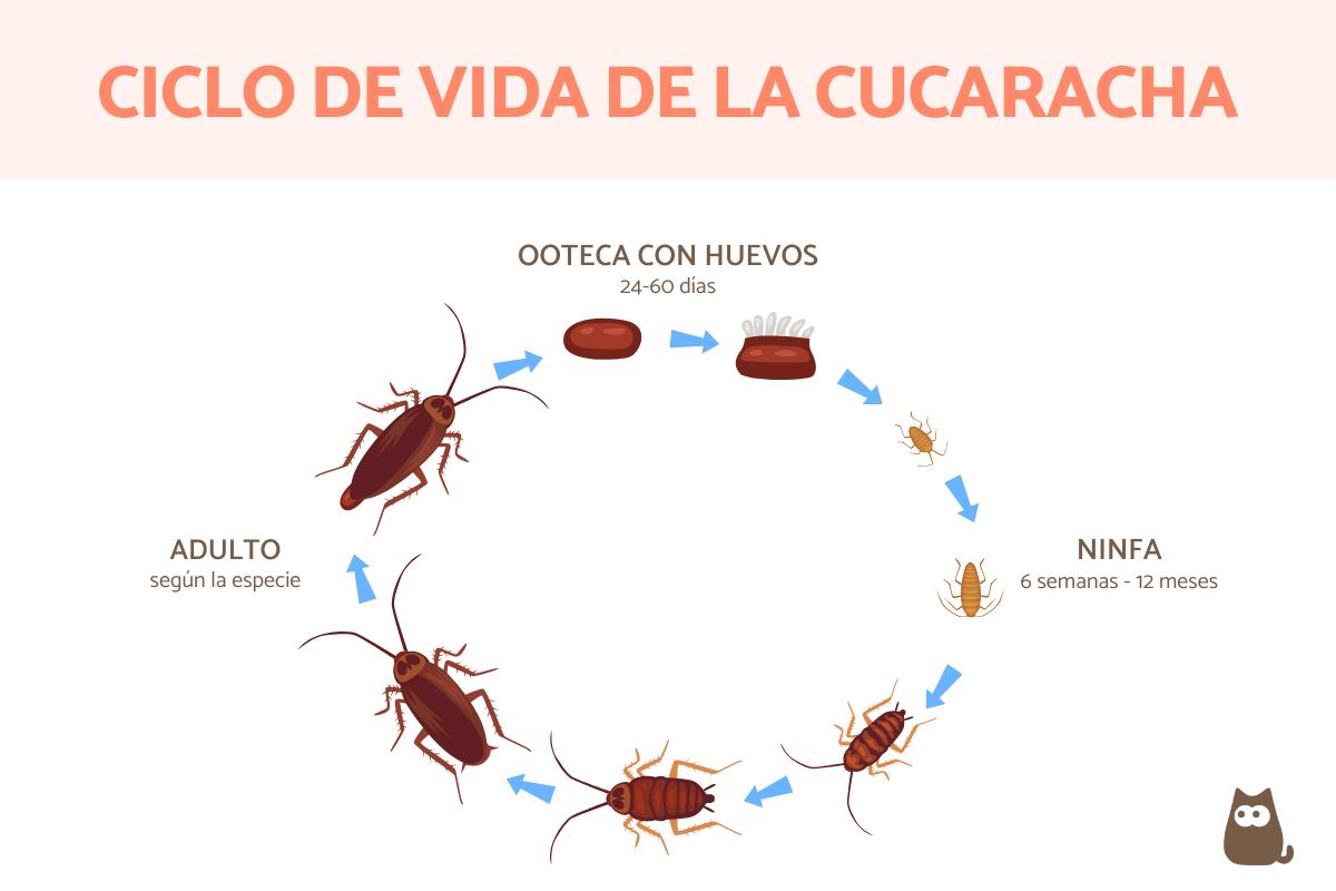 ¿Cuánto viven las cucarachas?
