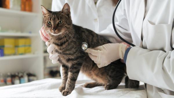 Los especialistas lo aclaran: los humanos no transmiten el hantavirus a perros y gatos, pero sí pueden infectarse de otras formas - El riesgo de hantavirus en perros y gatos es muy bajo