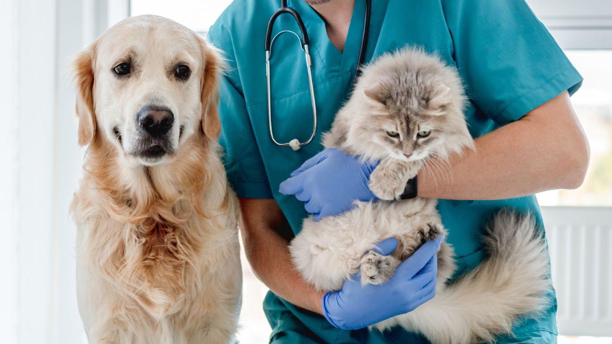 Los especialistas lo aclaran: los humanos no transmiten el hantavirus a perros y gatos, pero sí pueden infectarse de otras formas