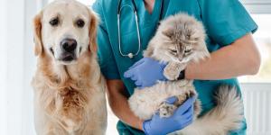 Los especialistas lo aclaran: los humanos no transmiten el hantavirus a perros y gatos, pero sí pueden infectarse de otras formas