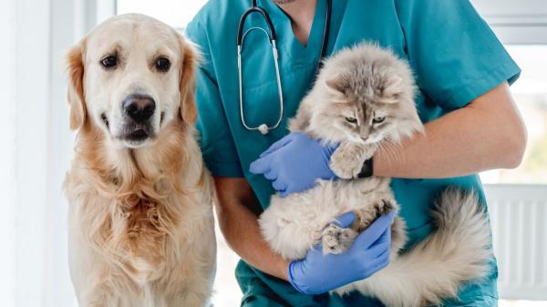 Los especialistas lo aclaran: los humanos no transmiten el hantavirus a perros y gatos, pero sí pueden infectarse de otras formas