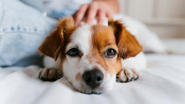 Los especialistas lo aclaran: los humanos no transmiten el hantavirus a perros y gatos, pero sí pueden infectarse de otras formas - Los perros y gatos no transmiten directamente el hantavirus, pero pueden intervenir de forma indirecta