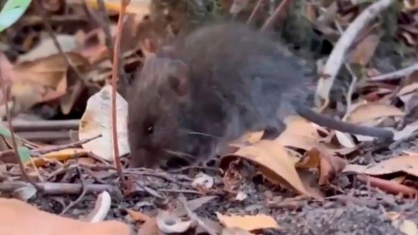 Los especialistas lo aclaran: los humanos no transmiten el hantavirus a perros y gatos, pero sí pueden infectarse de otras formas - Los roedores, principal vía de transmisión del hantavirus