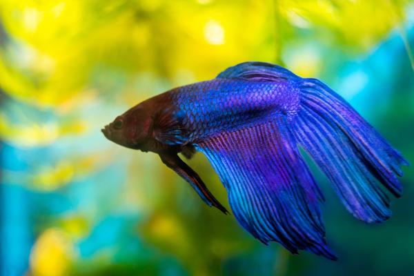 Tipos de peces betta - ¿Qué cuidados específicos necesitan los diferentes tipos de betta splendens?