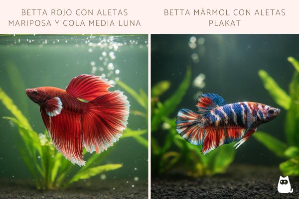 Tipos de peces betta - ¿Qué diferencias hay entre los tipos de betta splendens?