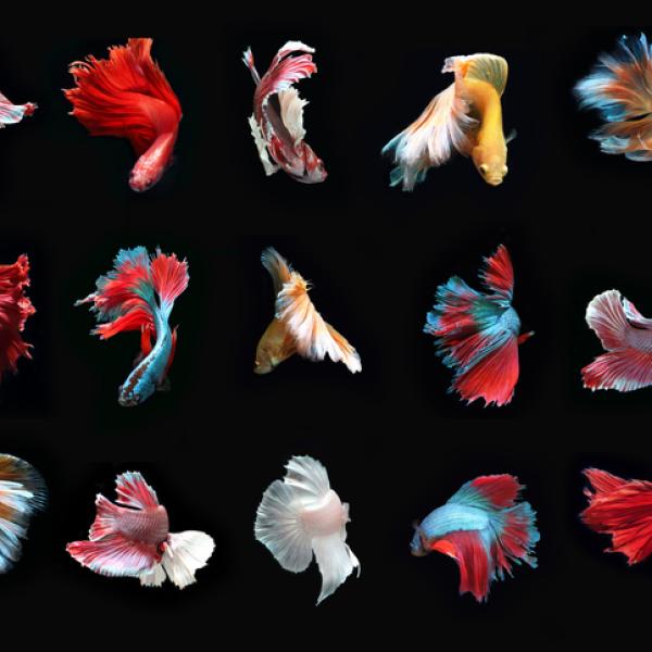 pez betta azul y rojo