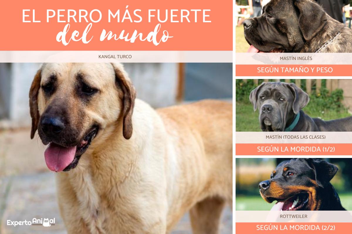 ¿Cuál es el perro más fuerte del mundo?