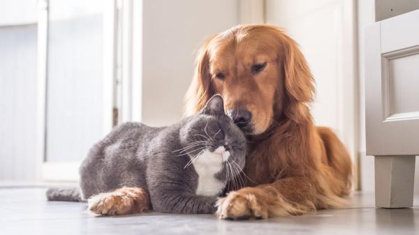 La Ley de Bienestar Animal es clara: estos son los únicos casos en los que se puede practicar la eutanasia a un perro o un gato - La ley aclara en qué casos no se puede practicar la eutanasia a una mascota