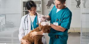 La Ley de Bienestar Animal es clara: estos son los únicos casos en los que se puede practicar la eutanasia a un perro o un gato
